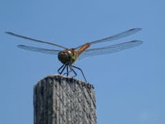 Fast wie ein Helikopter.. (Bild: Toni Sieber)