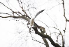 Auch in Frauenfeld merkt man "Burglind" (Bild: Andrea Stalder)