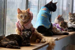 Eingepackt: Diese kranken Kätzchen leiden an Leukemie. Sie leben gemeinsam in Lima, Peru, in einem Katzen-Hospiz. (Bild: Keystone)