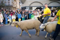 St. Gallen - Umzug Olma Olmaumzug durch die Stadt (Bild: Ralph Ribi)