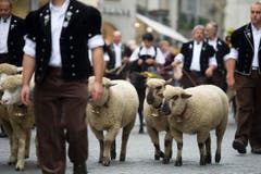 ...und Schafe ziehen durch die Altstadt. (Bild: Urs Jaudas)