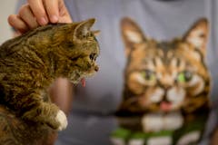 Ja und auch diese Katze ist Weltbekannt: Lil Bub und ihre Zunge. (Bild: Keystone)