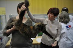 Die Tiere werden nach verschiedenen Kriterien begutachtet. (Bild: Ralph Ribi)
