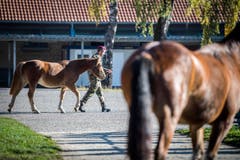 Versteigerung Alppferde Ulrich K. (Bild: Reto Martin)