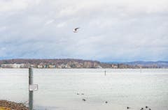 Am Bodesee windete es bereits am Mittwochmorgen stark. (Bild: Andrea Stalder)