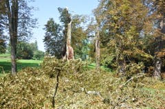 In der Kastanien-Allee beim Tägerwiler Schloss Castell knickten zwei Baumkronen ab. (Bild: Viola Stäheli)