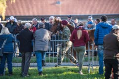 Versteigerung Alppferde Ulrich K. (Bild: Reto Martin)