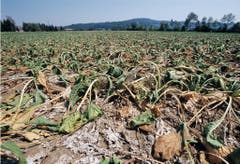 Zuckerrüben verdorren auf einem Feld in Eien im Kanton Aargau. (Bild: Keystone)