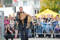 Polizeihunde-Vorführung an der Wega. (Bild: Donato Caspari)