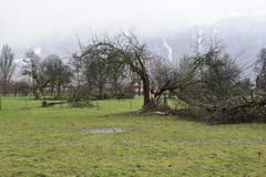 Auf einer Wiese bei Salez wurden ganze Bäume geknickt und grosse Äste abgebrochen. (Bild: Heini Schwendener)