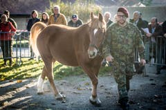Versteigerung Alppferde Ulrich K. (Bild: Reto Martin)