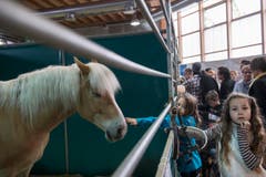 St. Gallen - OFFA Frühlingsmesse Freitzeit- und Sportmesse und Pferdemesse Besucher in der Pferdeausstellung (Bild: Ralph Ribi)