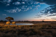 Der Etosha-Nationalpark im Norden Namibias. (Bild: Cyrill Schlauri)