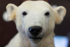 Seit 2014 ist der Eisbär im Berliner Museum für Naturkunde ausgestellt. (Bild: Keystone)