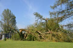 Etliche Parkbäume in Mammern fielen den Sturm zum Opfer. (Bild: Margrith Pfister-Kübler)