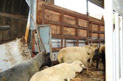 Die Ausserrhoder Behörden räumten am Freitag einen Hof in Wolfhalden und setzten damit ein Tierhalteverbot von 2012 um. (Bild: PD)