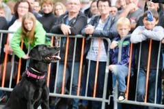 Polizeihunde-Vorführung an der Wega. (Bild: Donato Caspari)