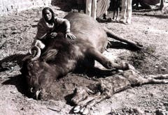 Der Tod lauert in der Luft: Nebst tausenden Menschen sterben durch das entwichene Giftgas auch tausende Tiere. (Bild: Keystone)