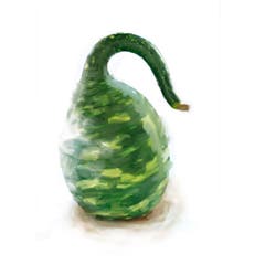 Frisch geerntet sind die Amphora grün, mit langem Schwanenhals. Sehr dekorativ – und giftig. Aus den Amphora, auch Kalebassen-Kürbisse genannt, kann man Rassel-Instrumente herstellen: Sechs Monate trocknen lassen, dann hört man die Kerne im Inneren rasseln. (Bild: Sandra Näf)