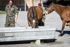 Versteigerung Alppferde Ulrich K. (Bild: Reto Martin)