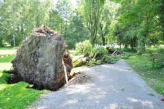 Im Kreuzlinger Seeburgpark stürzte eine grosser Baum um. Die Feuerwehr hat das Gelände gesichert. (Bild: Viola Stäheli)