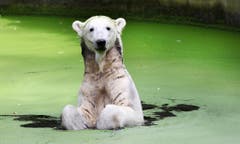 Gianna wurde Knut zur Seite gestellt. (Bild: Keystone)