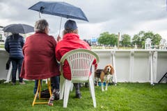 Reiten - CSIO Nation Cup St. Gallen 2016 (Bild: Urs Bucher)