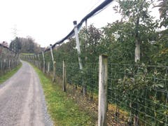 Wanderung 09.11.2017 (Bild: Laura Widmer)