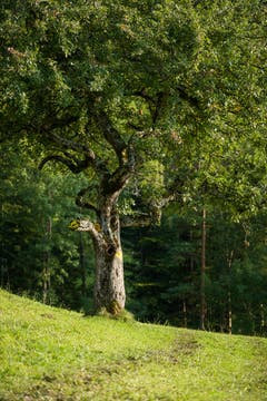 Wanderung 19.10.2017 (Bild: Anina Rütsche)