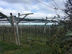 Wanderung 09.11.2017 (Bild: Laura Widmer)