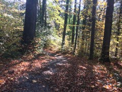 Wanderung 09.11.2017 (Bild: Laura Widmer)