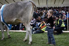 Ein Bub mit dem Siegermuni «Bero». (Bild: Keystone)