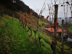 Wanderung 14.12.2017 (Bild: Arcangelo Balsamo)