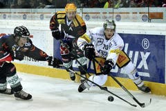 Yannick Blaser vom EV Zug (rechts) kämpft gegen die Berner Pascal Berger (links) und Byron Ritchie (Mitte) um den Puck. (Bild: Keystone / Peter Schneider)