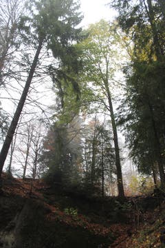 Wanderung 16.11.2017 (Bild: Simon Roth)