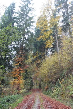 Wanderung 16.11.2017 (Bild: Simon Roth)
