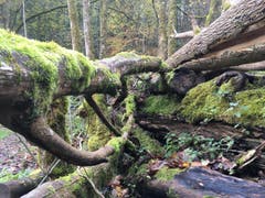 Wanderung 09.11.2017 (Bild: Laura Widmer)