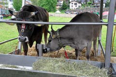 Zwei der drei Lebendpreise am Schweizer kantonalen Schwing und Älplerfest in Steinen. (Bild: Franz Föhn)