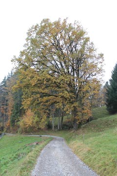 Wanderung 16.11.2017 (Bild: Simon Roth)