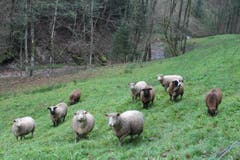 Wanderung 16.11.2017 (Bild: Simon Roth)