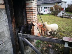 Wanderung 14.12.2017 (Bild: Arcangelo Balsamo)