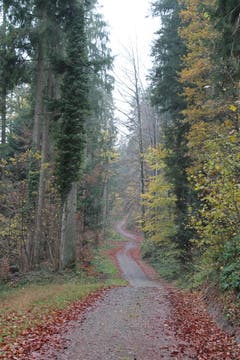 Wanderung 16.11.2017 (Bild: Simon Roth)
