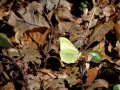 Auch dieser Zitronenfalter ist am Rotsee unterwegs. (Bild: Margrith Imhof-Röthlin)