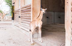 Rapperswil: Knie Kinderzoo Nachzug zu den vier Giraffenbabys (Bild: Jil Lohse)