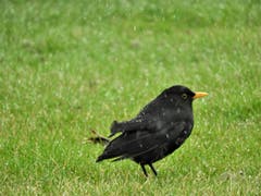 "Um ein Star zu werden, muss man Federn lassen" ! Ob das ihr Ziel war, kann man nicht wissen, aber dieser Amsel fehlt tatsächlich die Schwanzfeder. (Bild: Margrith Imhof-Röthlin)