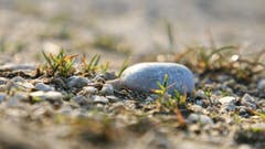 Ein Stein "liegt" mir Model... (Bild: Irene Wanner)