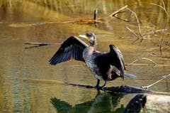 Kormoran am Klingnauer Stausee (Bild: Schmid Marianne)
