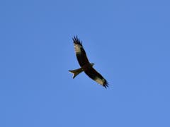Falke auf der Jagd (Bild: Karl Odermatt)