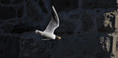 Fette Beute. (Bild: Alfred ( Ledi ) Herzog)