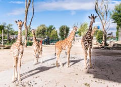 Rapperswil: Knie Kinderzoo Nachzug zu den vier Giraffenbabys (Bild: Jil Lohse)
